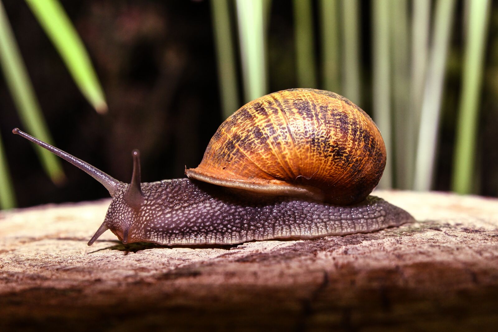 Canon EOS 600D (Rebel EOS T3i / EOS Kiss X5) sample photo. Snail, animal, nature photography