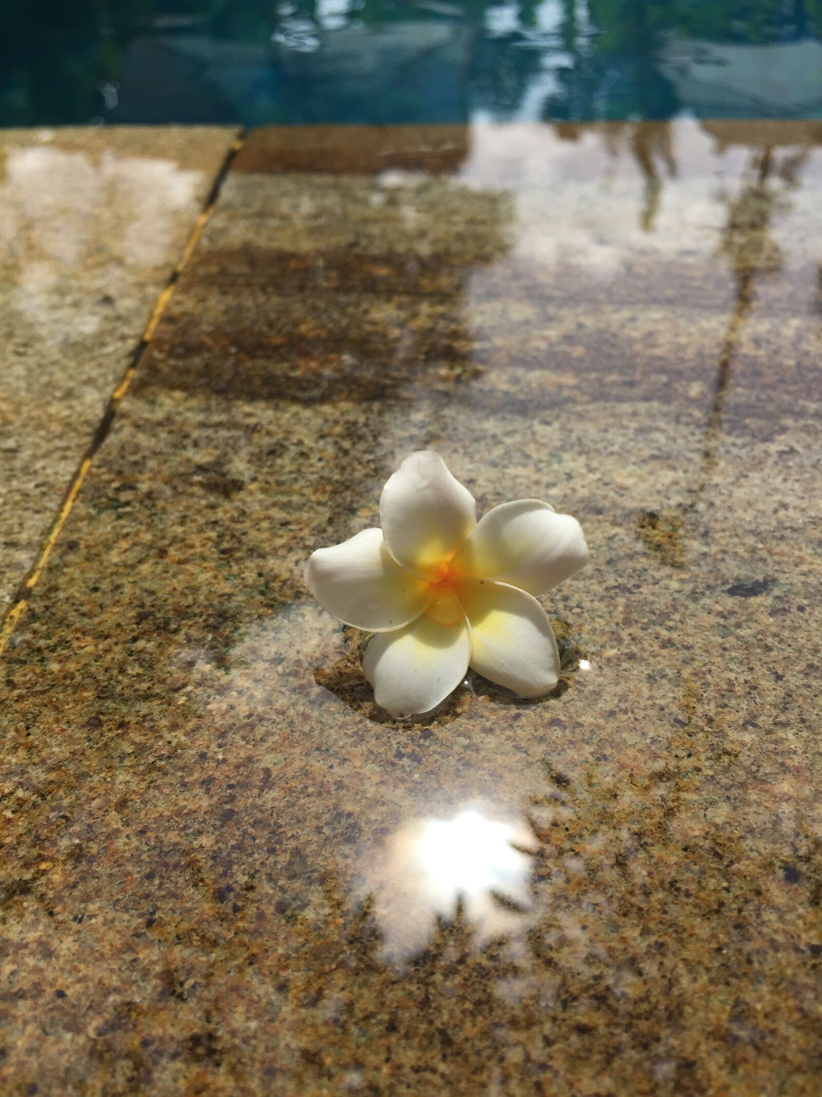 Apple iPhone 6 sample photo. Blume, bali flower, vacation photography