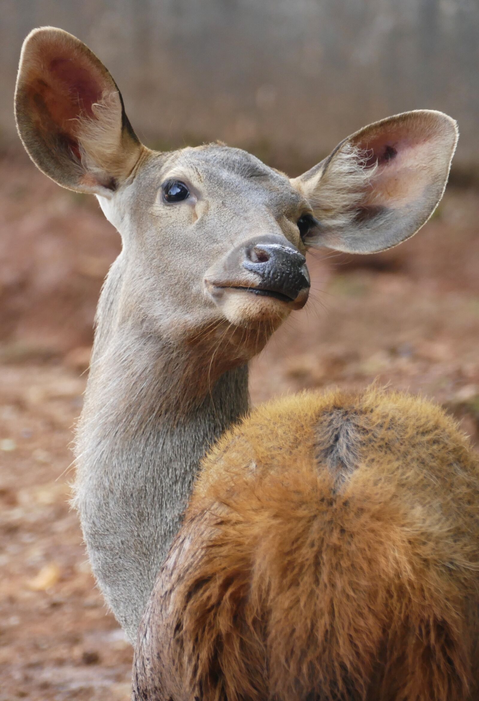 Panasonic Lumix DMC-FZ1000 sample photo. Deer, looking, wildlife photography