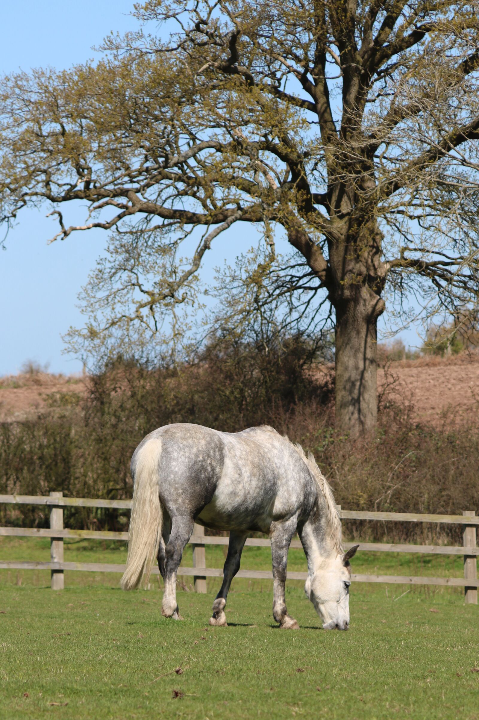Canon EOS 750D (EOS Rebel T6i / EOS Kiss X8i) + Canon EF 28-135mm F3.5-5.6 IS USM sample photo. Horse, field, tree photography