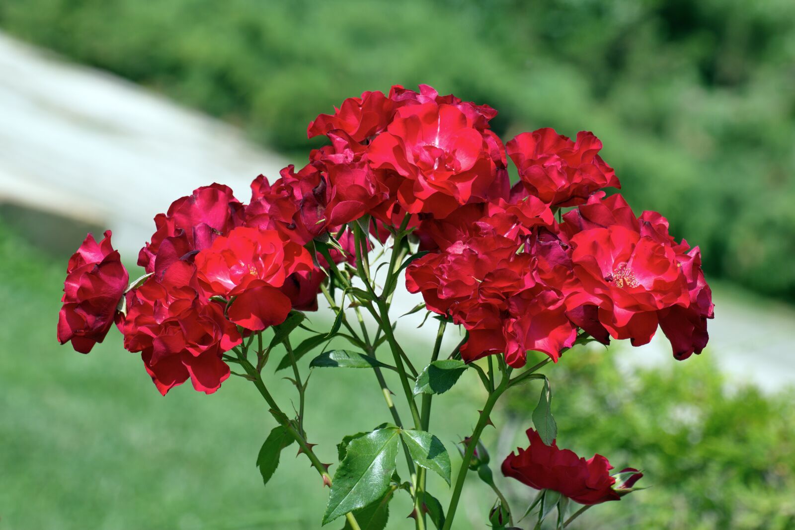 Nikon D5300 sample photo. Flowers, roses, red petals photography