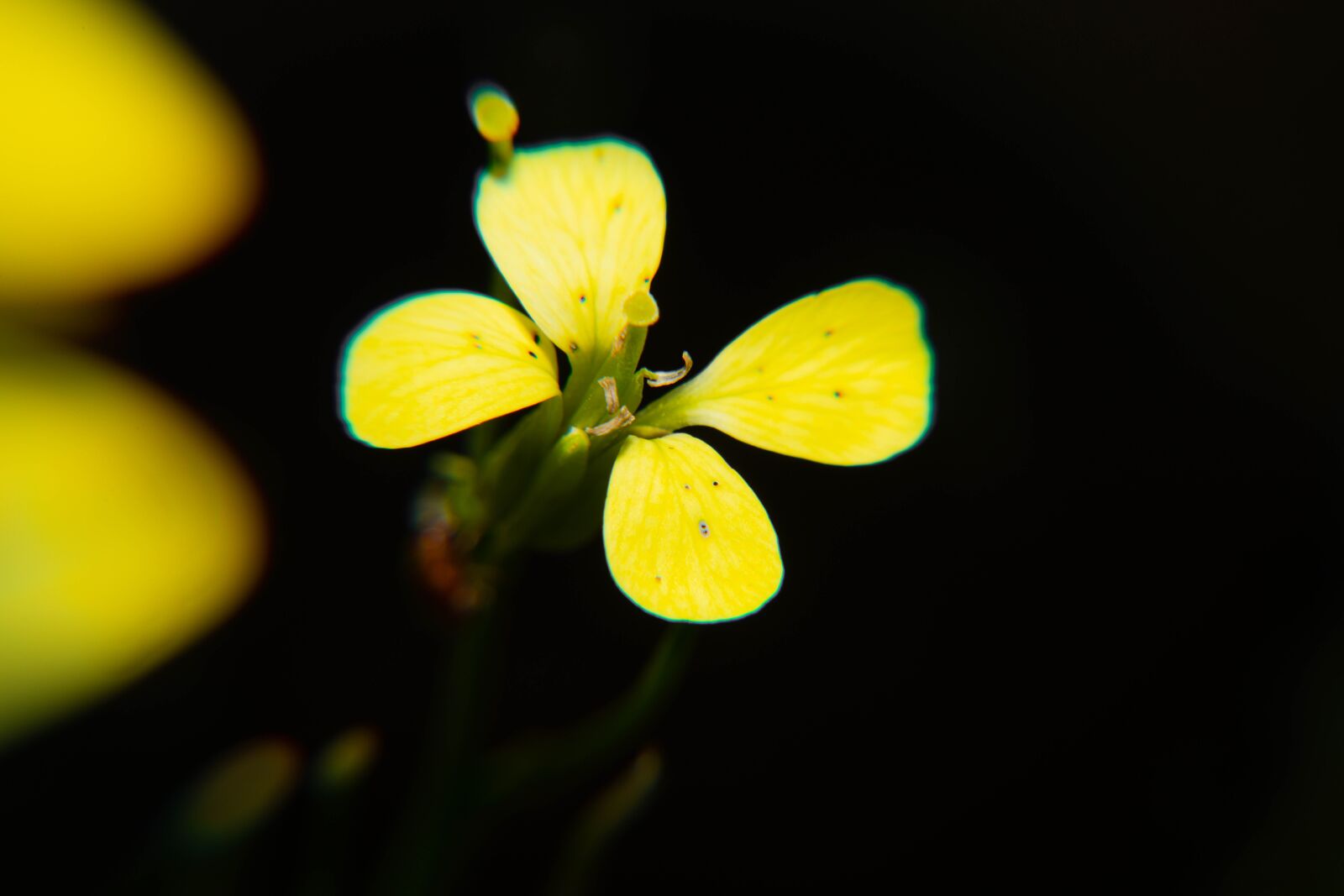 Nikon D850 sample photo. Spring, pollen, yellow photography