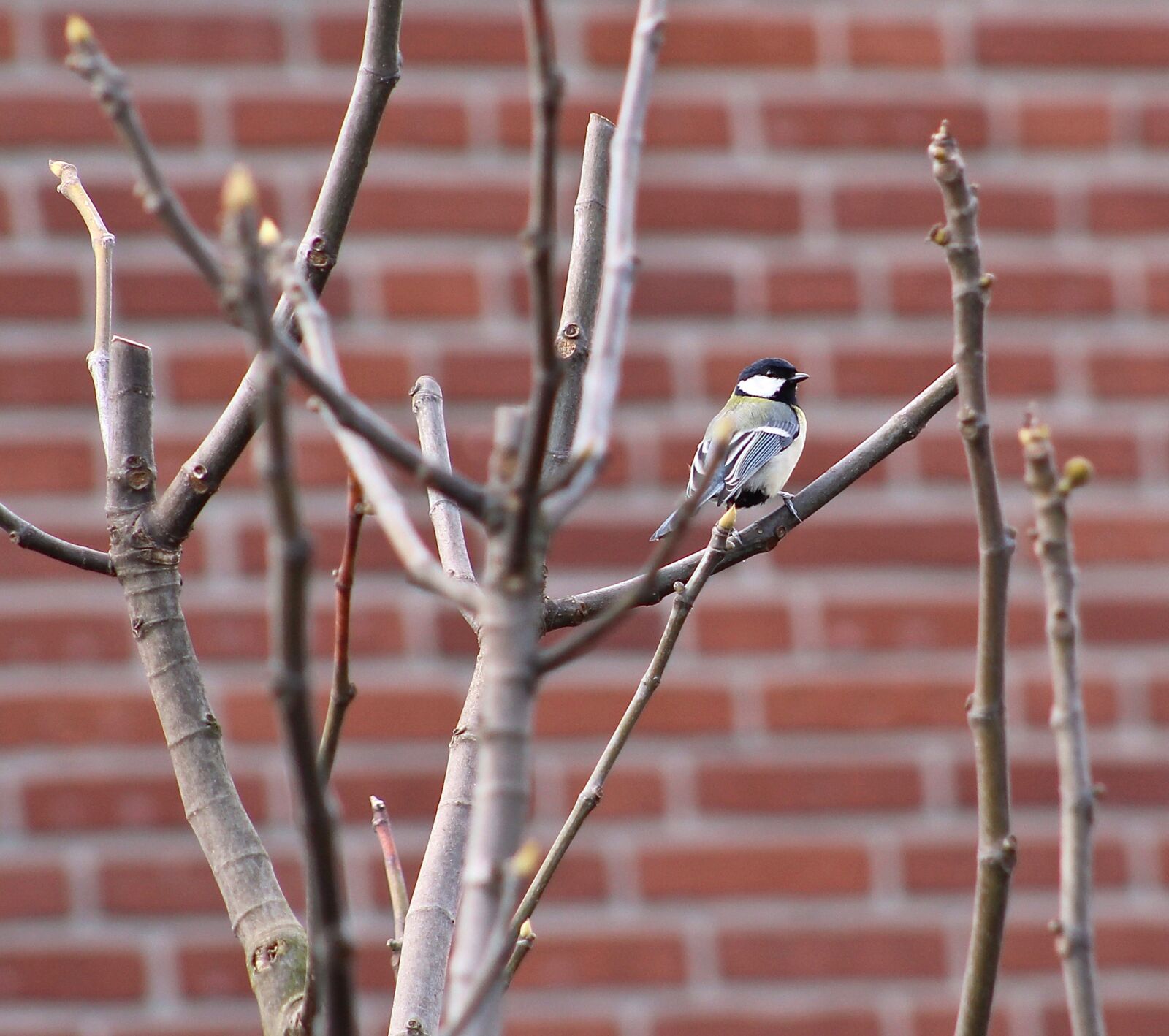 Canon EF75-300mm f/4-5.6 sample photo. Garden, telephoto, songbird photography