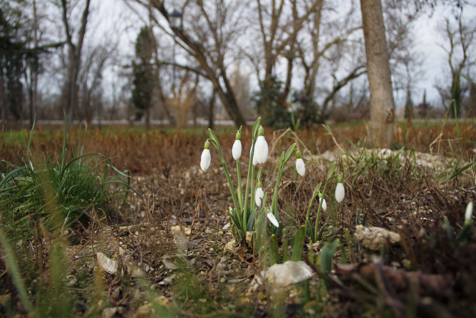 Canon EOS 650D (EOS Rebel T4i / EOS Kiss X6i) + Canon EF-S 18-135mm F3.5-5.6 IS sample photo. The first flowers, snowdrops photography