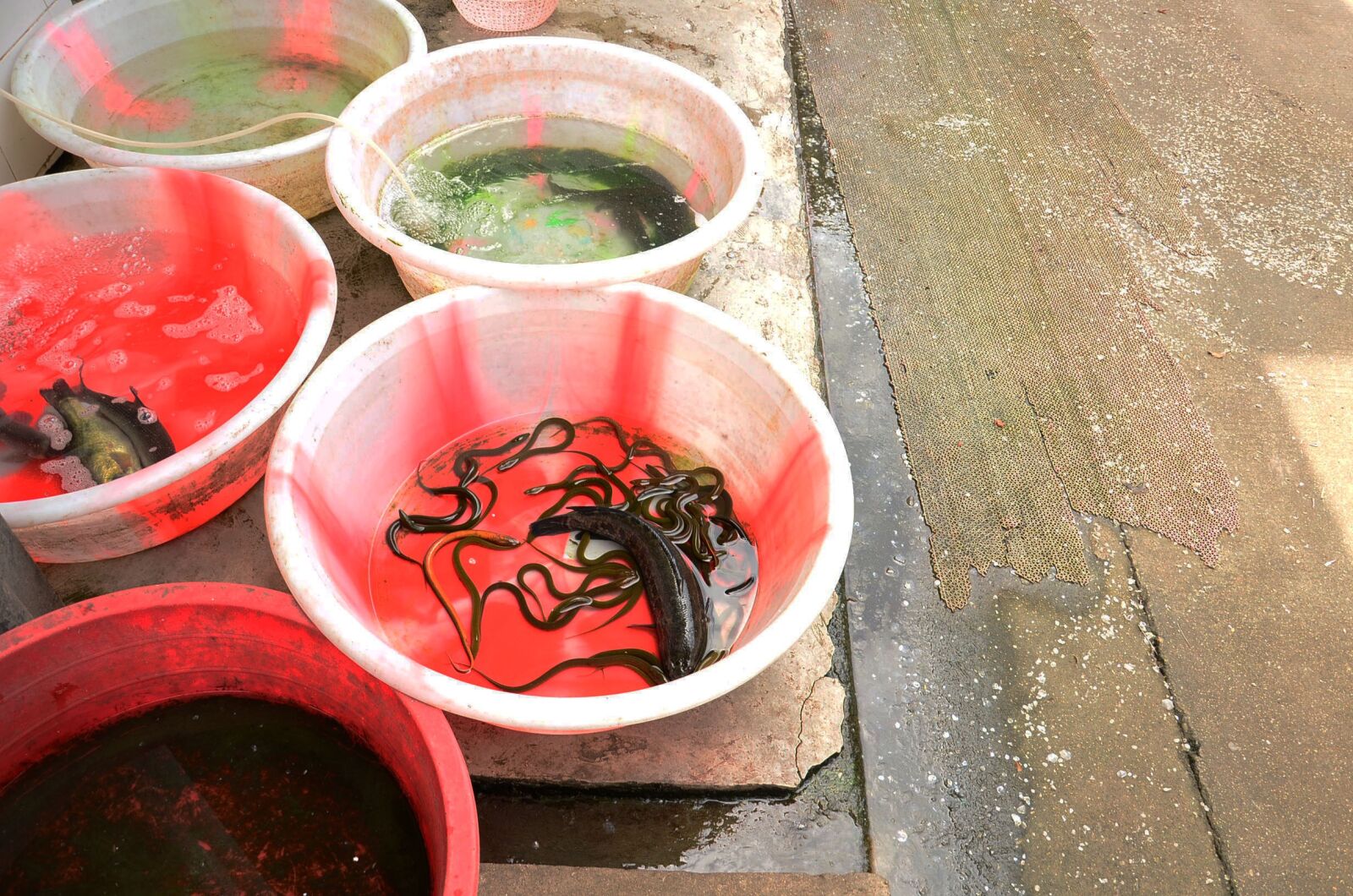 Nikon D7000 sample photo. Fish, market, seafood photography