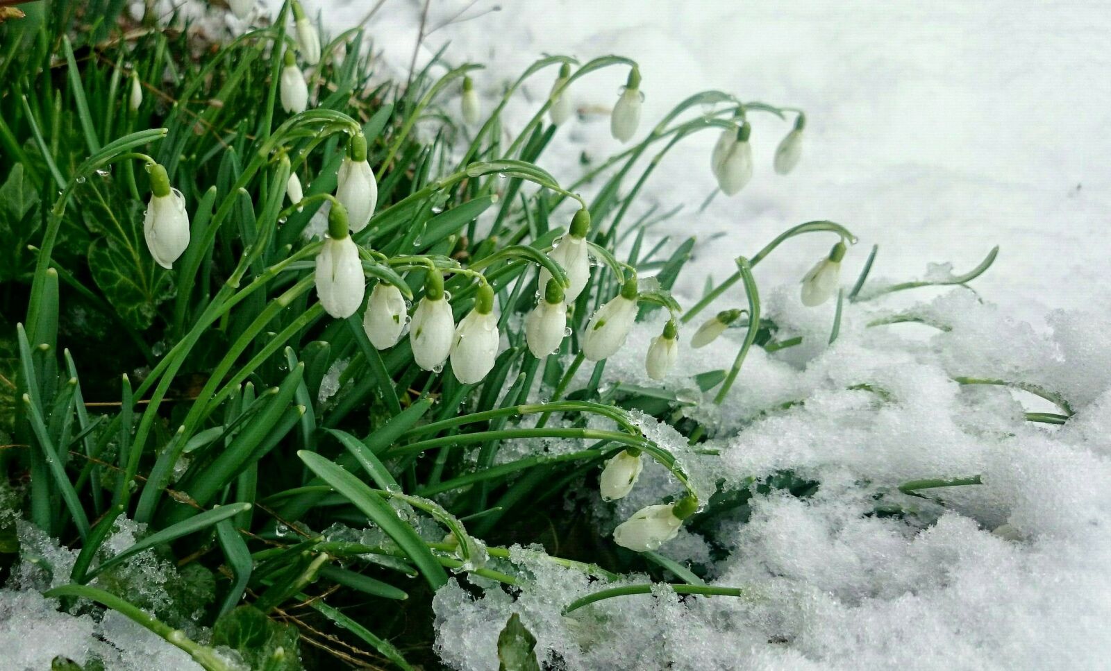 Sony Xperia Z1 Compact sample photo. Early spring, snow, snowdrops photography