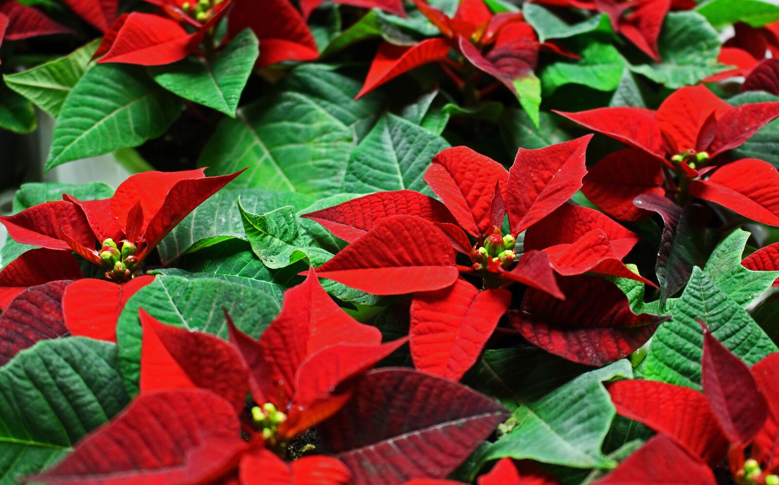 Canon EOS 700D (EOS Rebel T5i / EOS Kiss X7i) sample photo. Poinsettia, plant, christmas photography