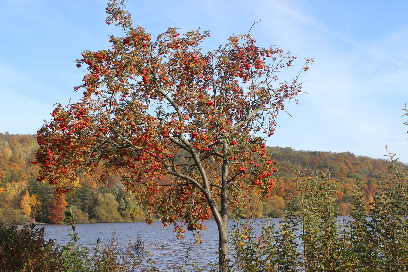 Canon EOS 600D (Rebel EOS T3i / EOS Kiss X5) sample photo. Autumn, tree, nature photography