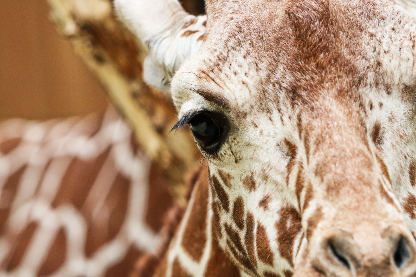 Canon EOS 760D (EOS Rebel T6s / EOS 8000D) sample photo. Giraffe, reticulated giraffe, zoo photography