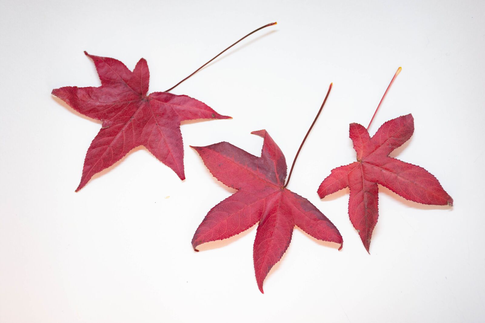 Nikon D7200 sample photo. Leaves, colorful, autumn photography
