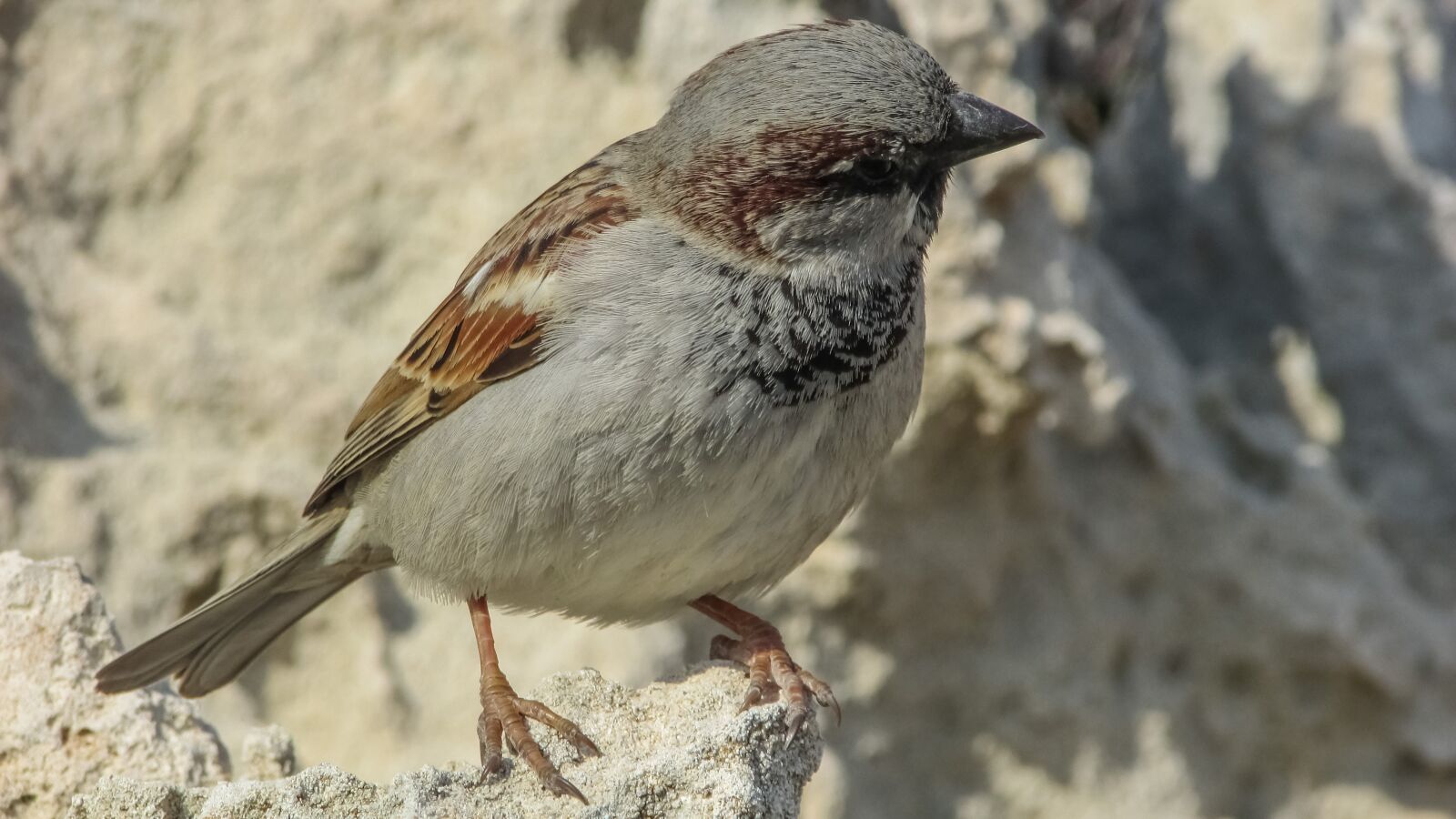 Canon PowerShot SX400 IS sample photo. Sparrow, bird, nature photography