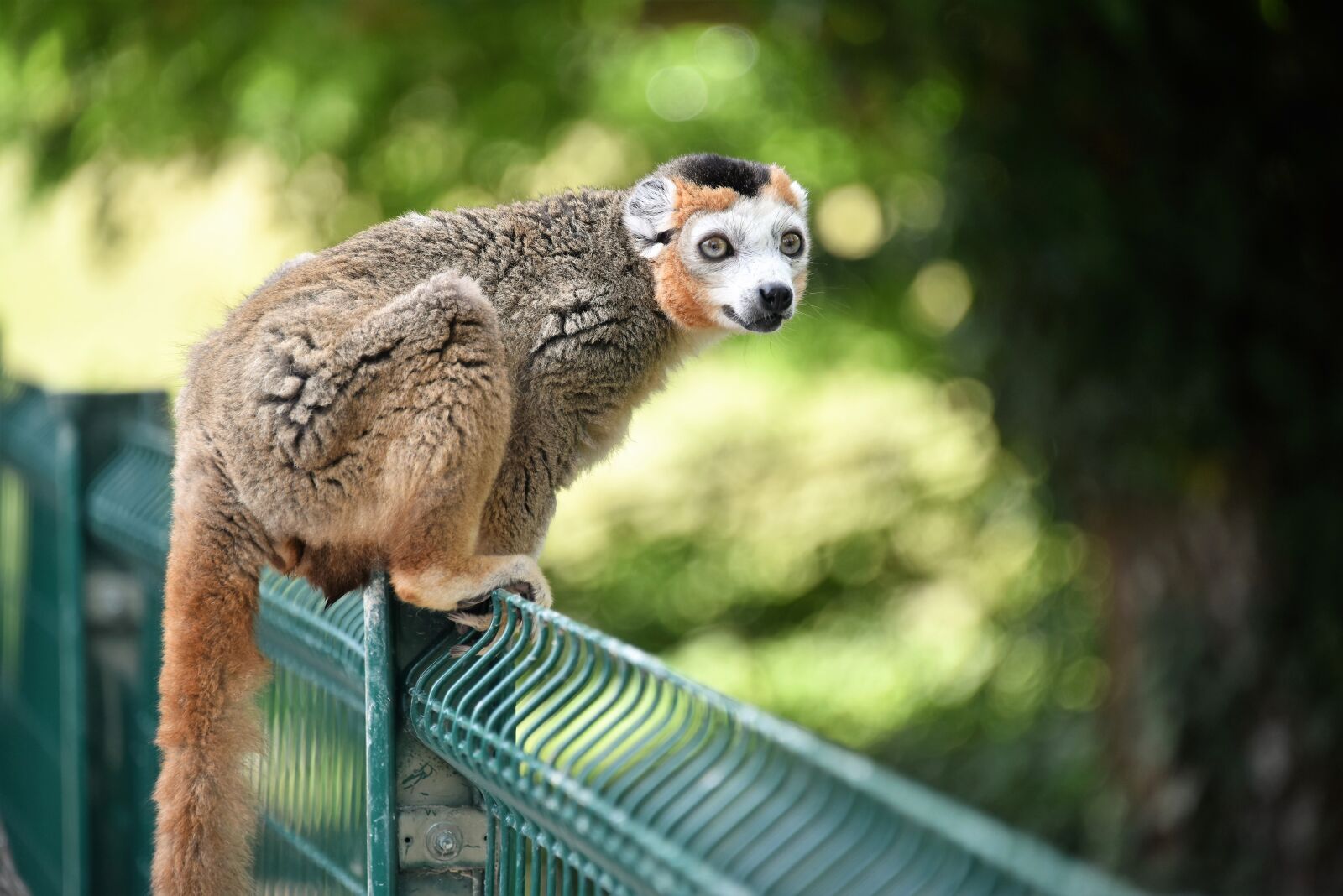 Nikon D810 sample photo. Maki catta, animal, fauna photography