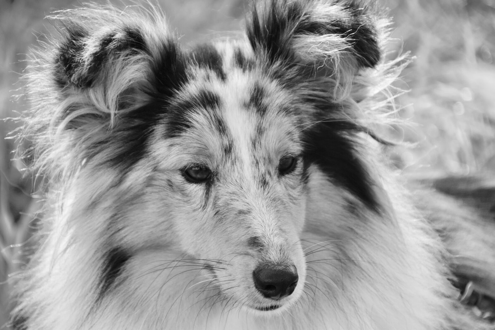 Nikon D5600 sample photo. Dog, bitch, shetland sheepdog photography
