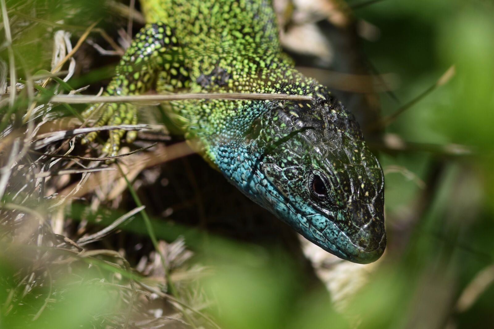 Nikon D5300 sample photo. Emerald lizard, lacerta bilineata photography