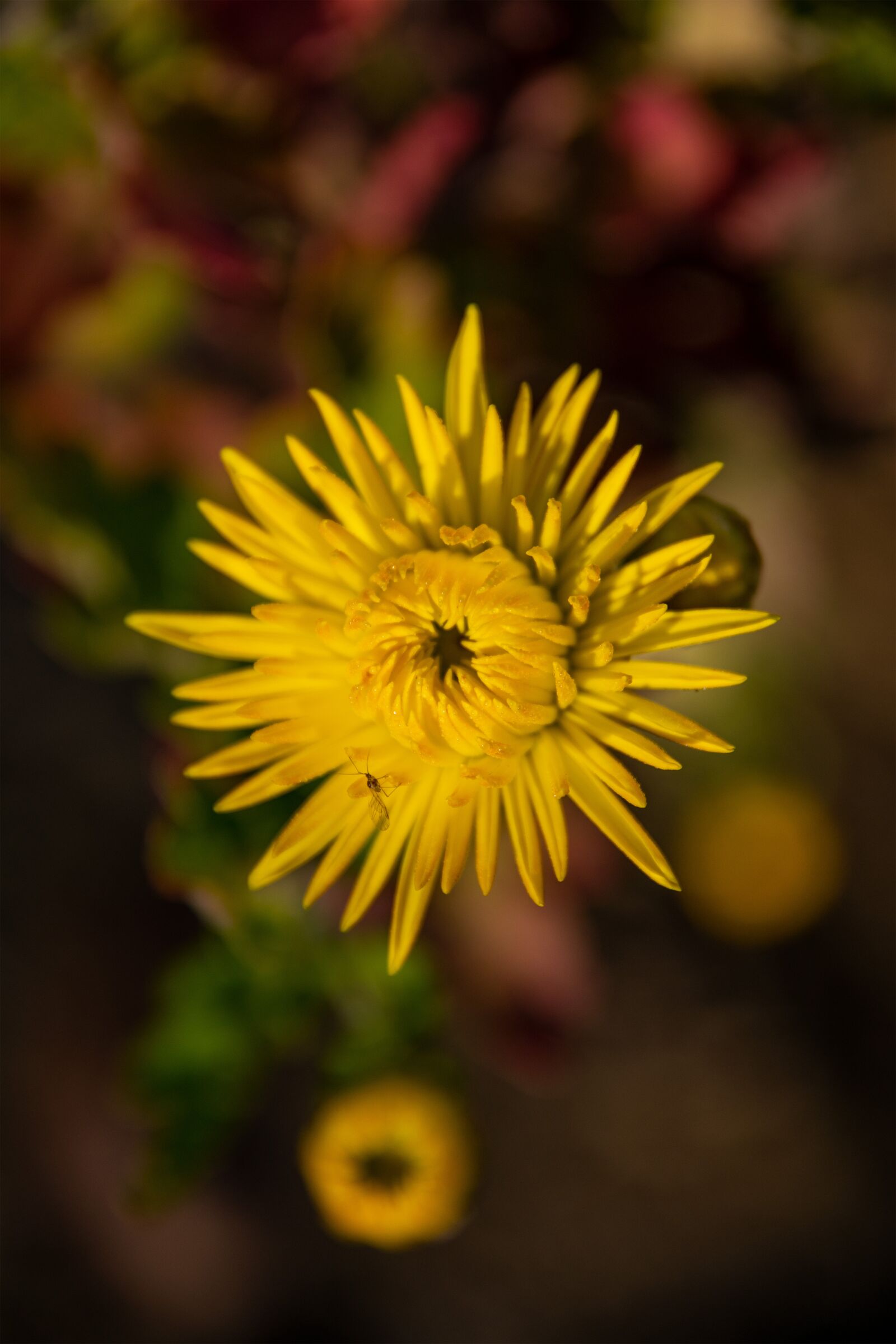Nikon D5300 sample photo. Flower, yellow, plant photography