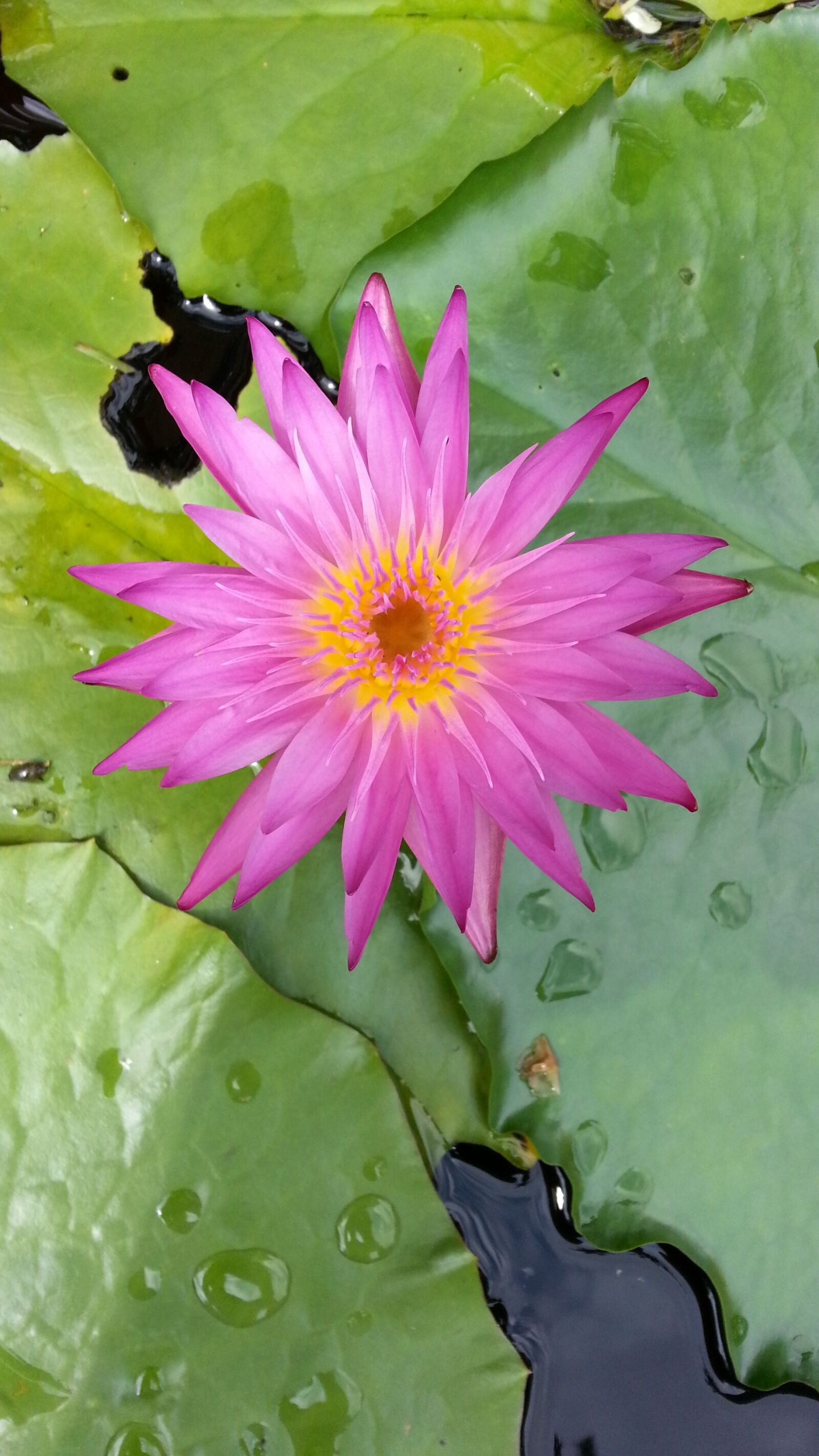 Samsung Galaxy Note2 sample photo. Water lilies, lotus, plants photography