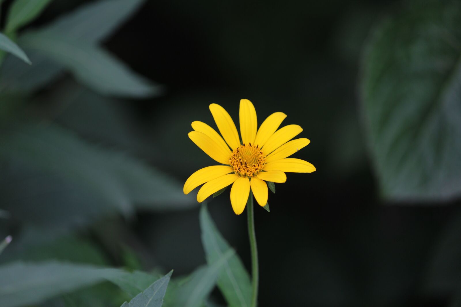 Canon EOS 1200D (EOS Rebel T5 / EOS Kiss X70 / EOS Hi) sample photo. Bloom, summer, sunflower photography
