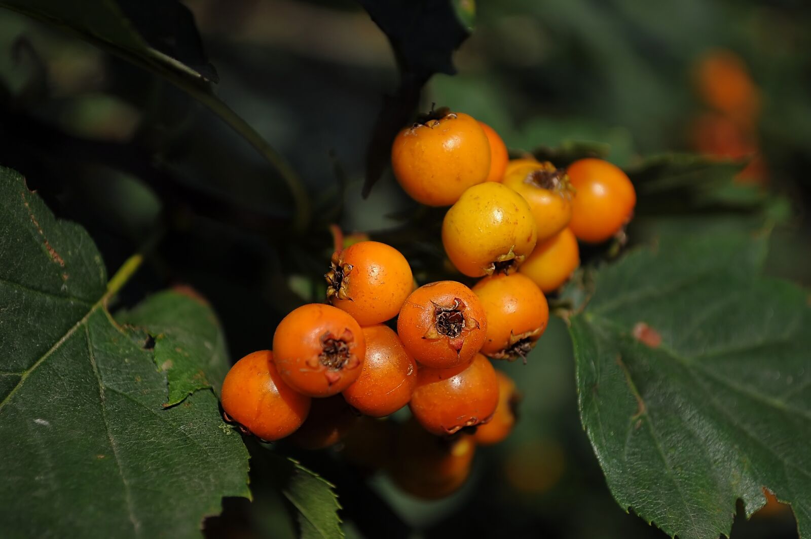 Nikon D90 sample photo. Hawthorn, orange, unripe photography