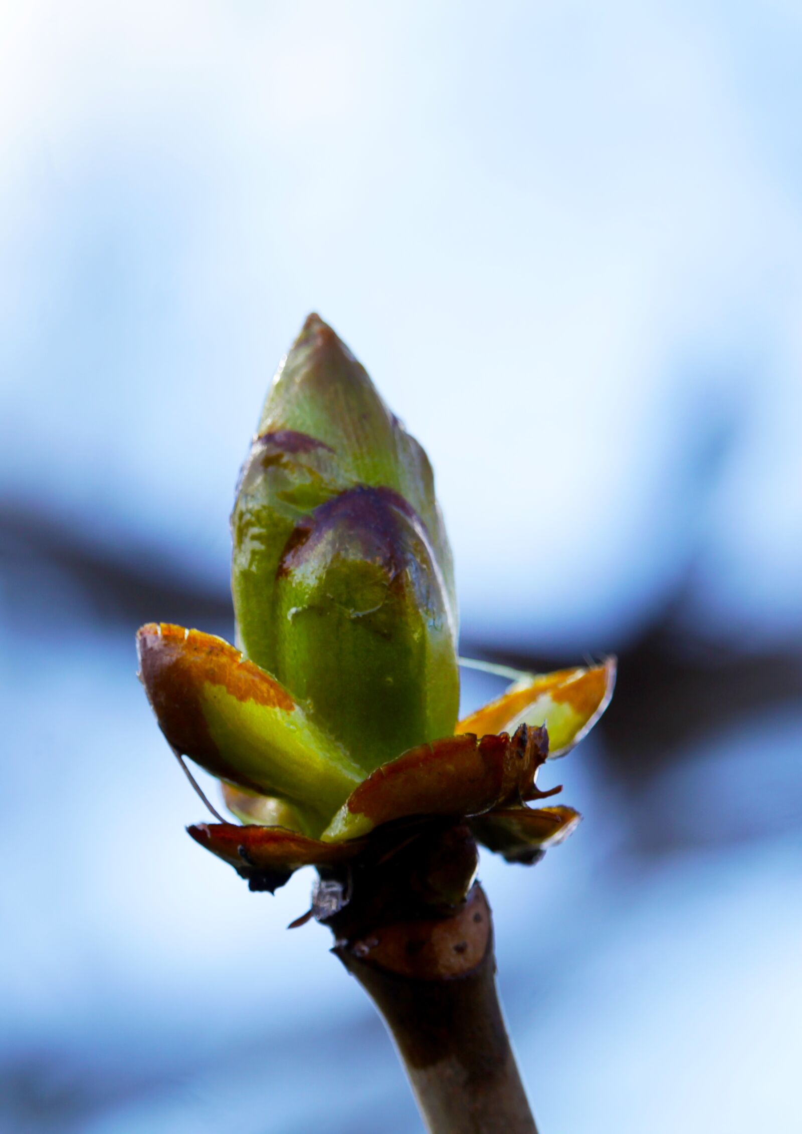Canon EOS 1200D (EOS Rebel T5 / EOS Kiss X70 / EOS Hi) sample photo. Bud, spring, nature photography