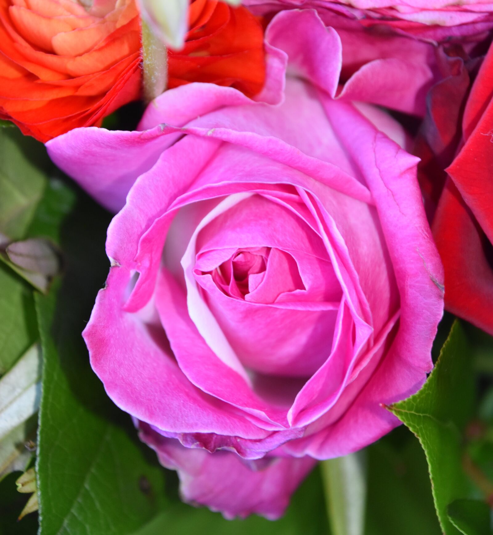 Nikon D5600 sample photo. Rosebush, flower, plant photography