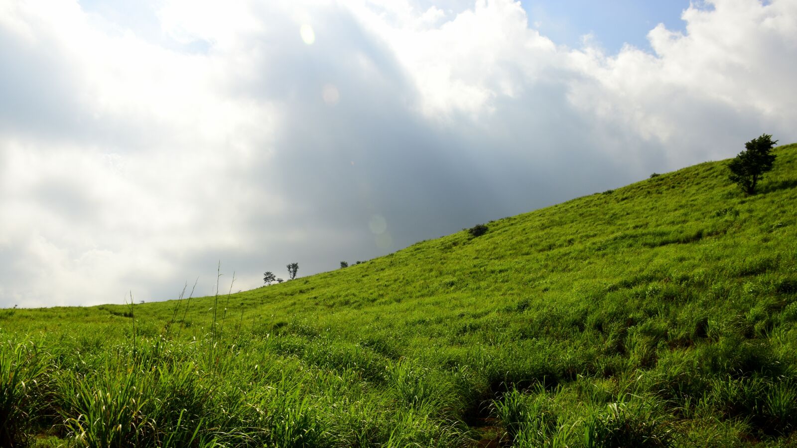 Nikon D5500 sample photo. India, munnar, lemon grass photography