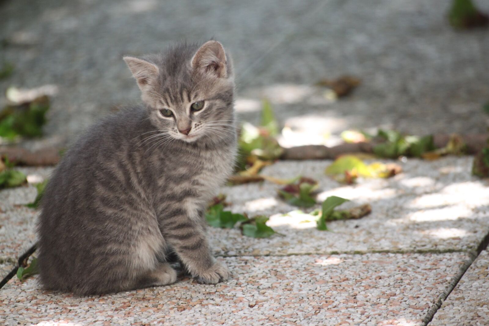 Canon EOS 500D (EOS Rebel T1i / EOS Kiss X3) sample photo. Domestic animal, kitten, tabby photography