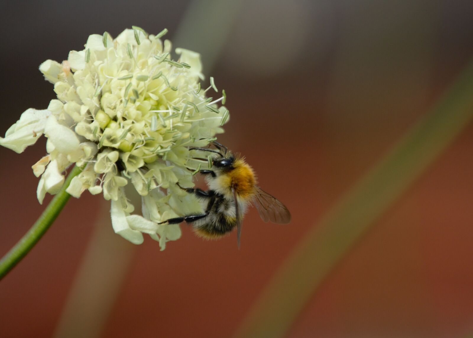Nikon D5200 sample photo. Bumblebee, bee, flower photography