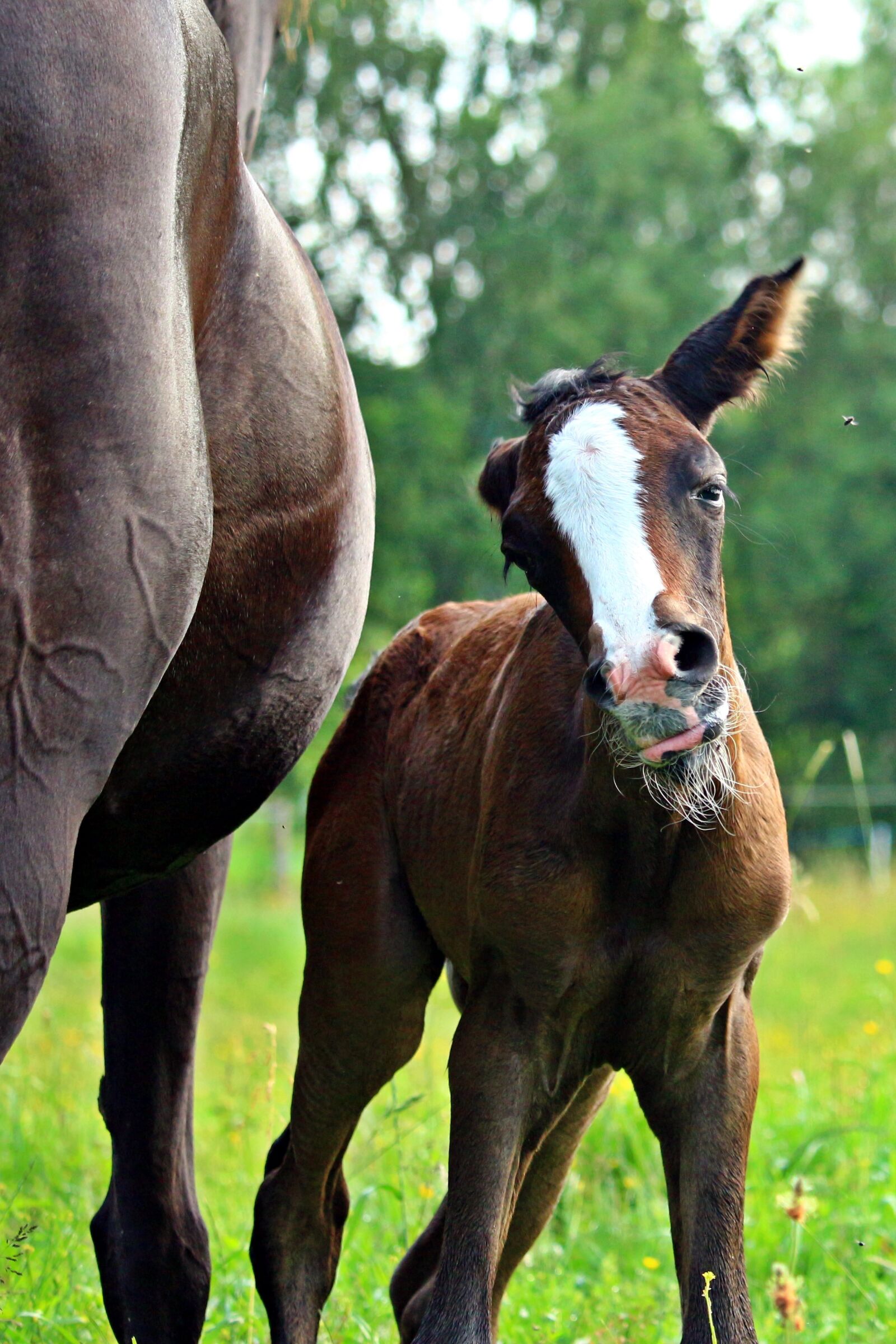 Canon EOS 100D (EOS Rebel SL1 / EOS Kiss X7) sample photo. Horse, foal, suckling photography