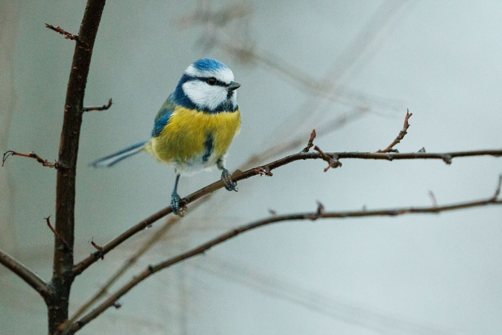 Canon RF 400mm F2.8L IS USM sample photo. Morning bird photography