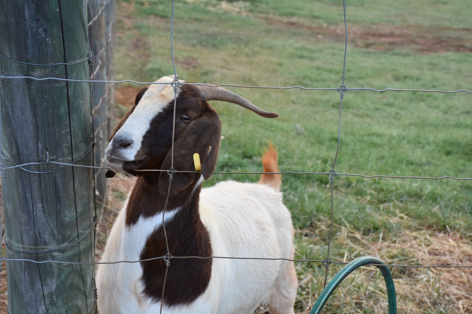 Nikon D7200 sample photo. Goat, animal, farm photography