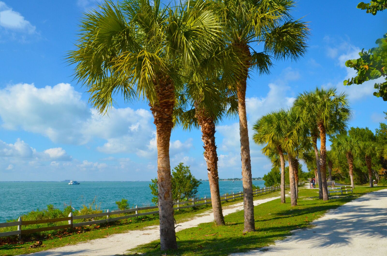 Nikon D5100 sample photo. Beach, palm, vacations photography