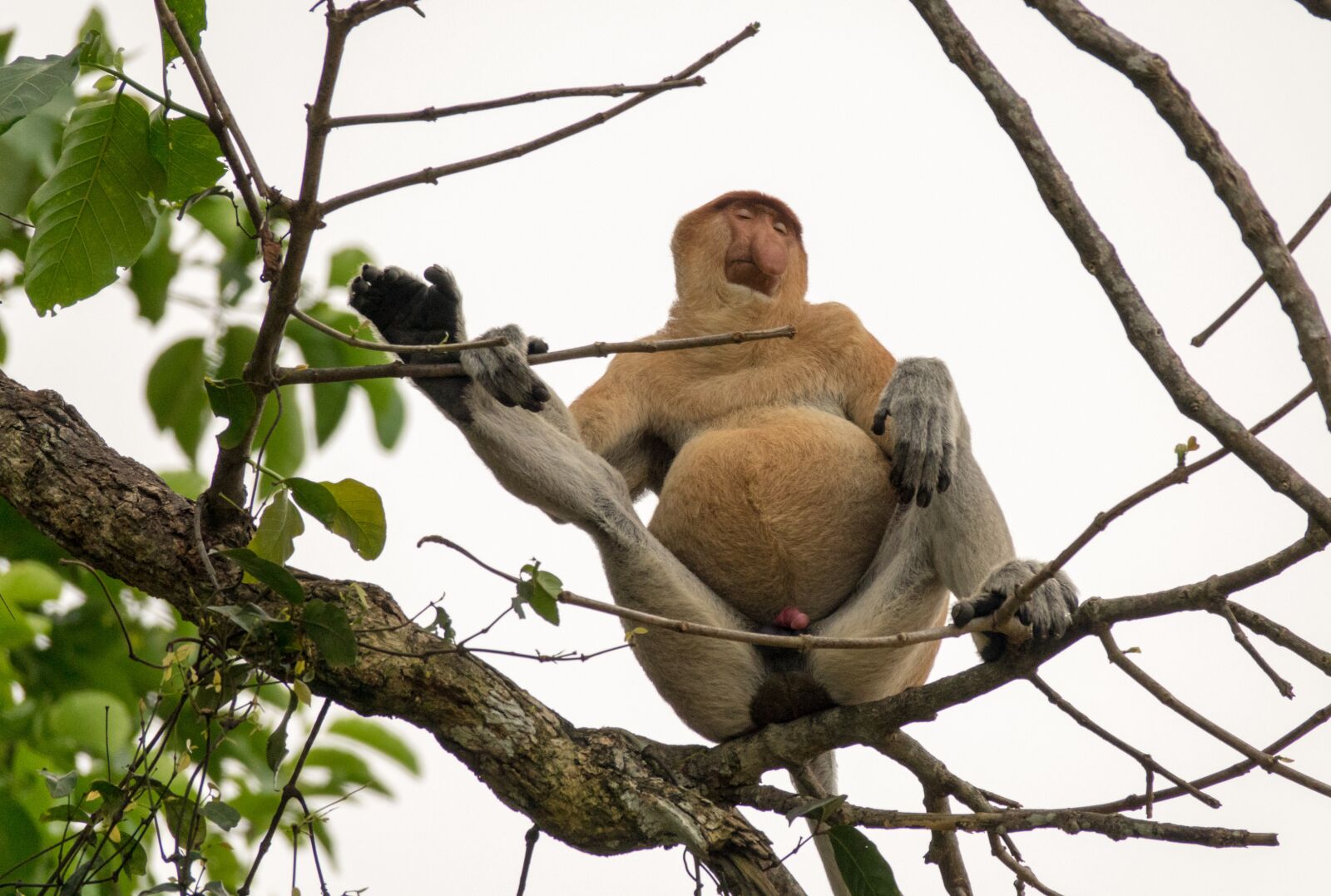 Sony Cyber-shot DSC-RX10 III sample photo. Proboscis monkey, male, borneo photography