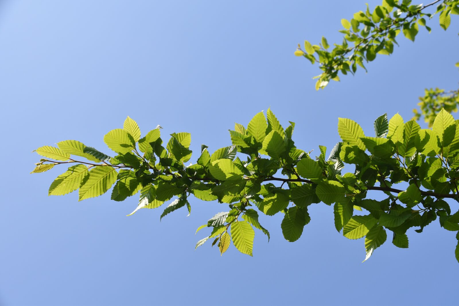 Nikon D5600 sample photo. Leaves, green leaves, tree photography