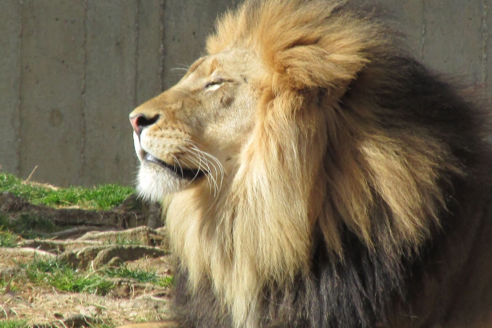 Canon PowerShot SX160 IS sample photo. Lion, mane, animal photography