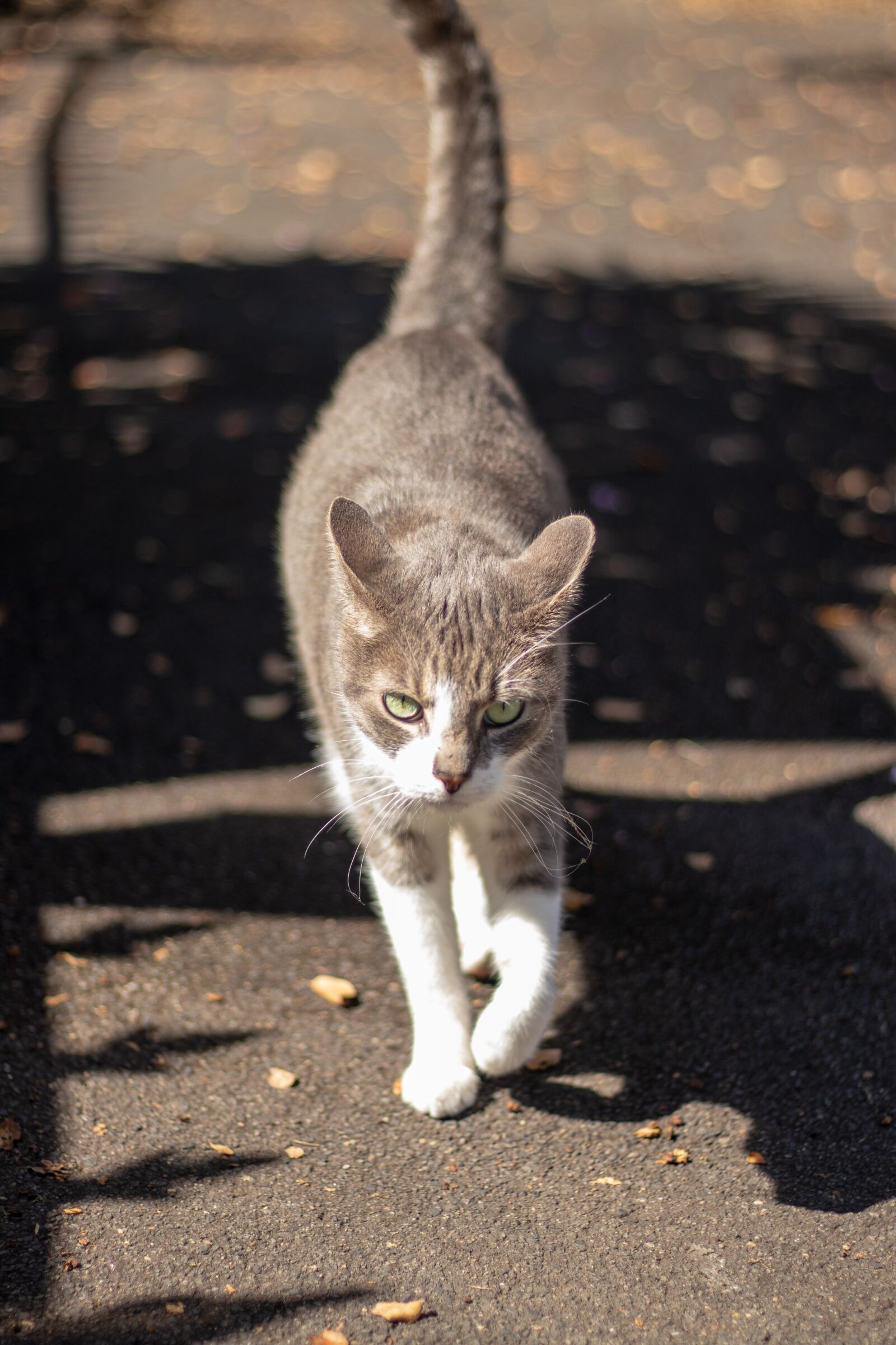 Canon EOS 200D (EOS Rebel SL2 / EOS Kiss X9) + Canon EF 50mm F1.8 STM sample photo. Cat, portrait, animal photography