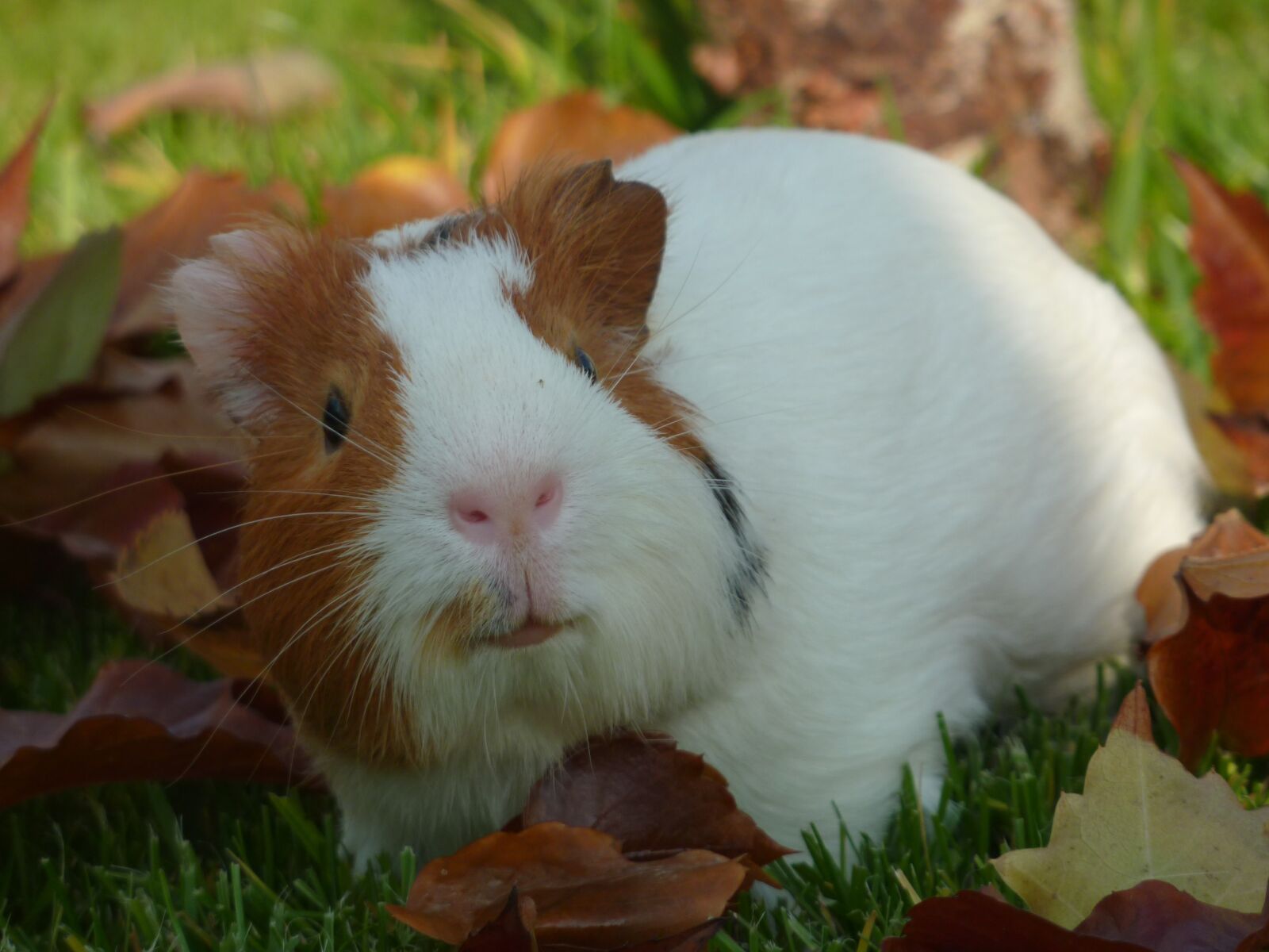 Panasonic DMC-TZ7 sample photo. Guinea pig, pet, small photography