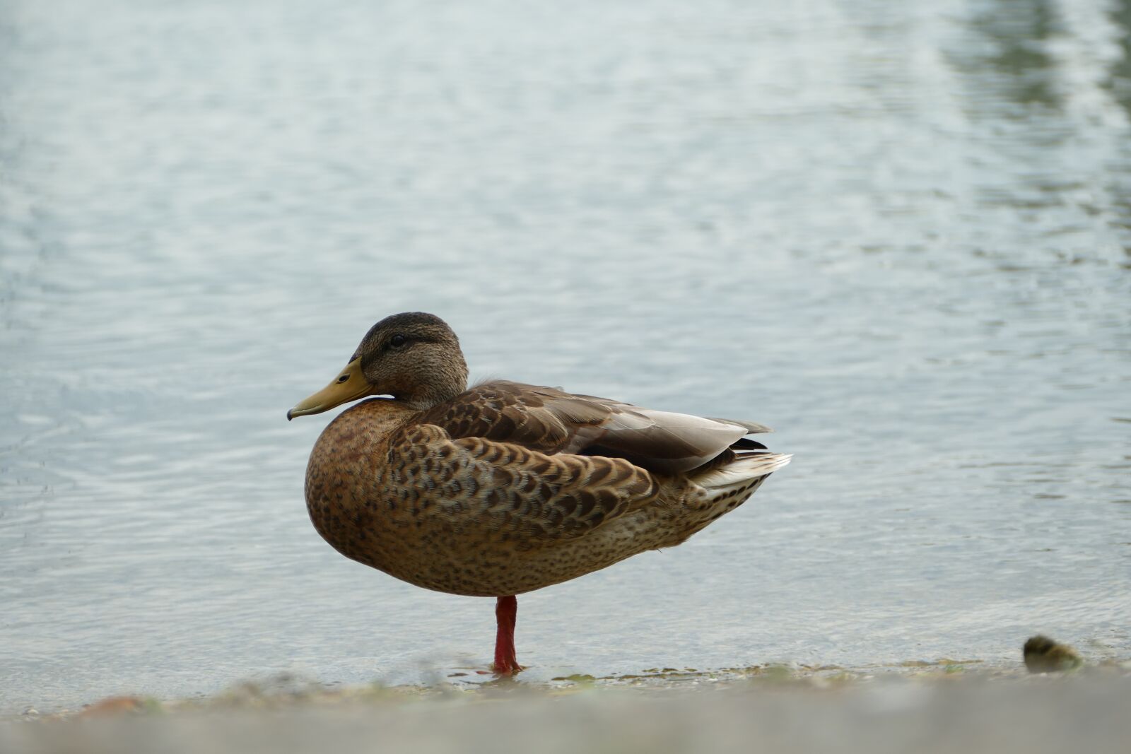 Panasonic Lumix DMC-FZ1000 sample photo. Duck, water bird, plumage photography