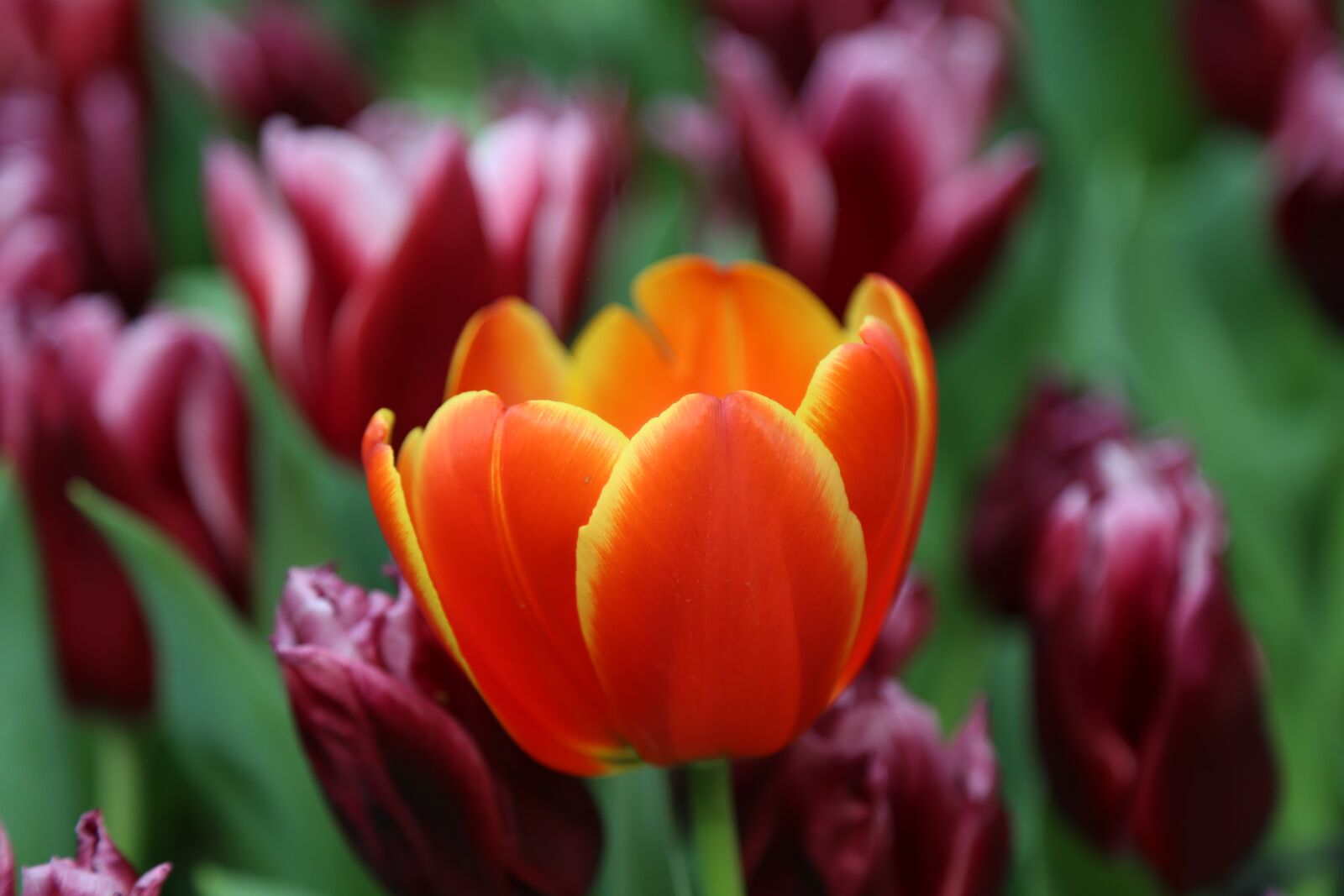 Canon EOS 6D + Canon EF 24-105mm F4L IS USM sample photo. Tulips, flowers, nature photography