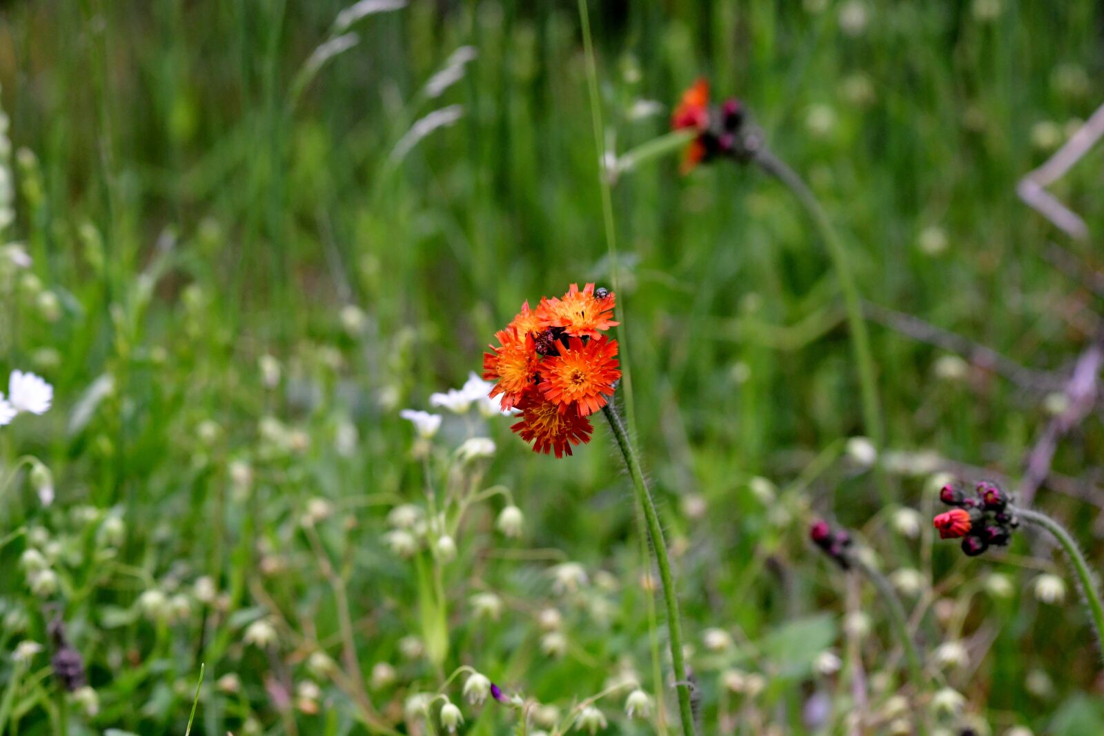 Nikon D500 sample photo. Hawkweed, orange, nature photography