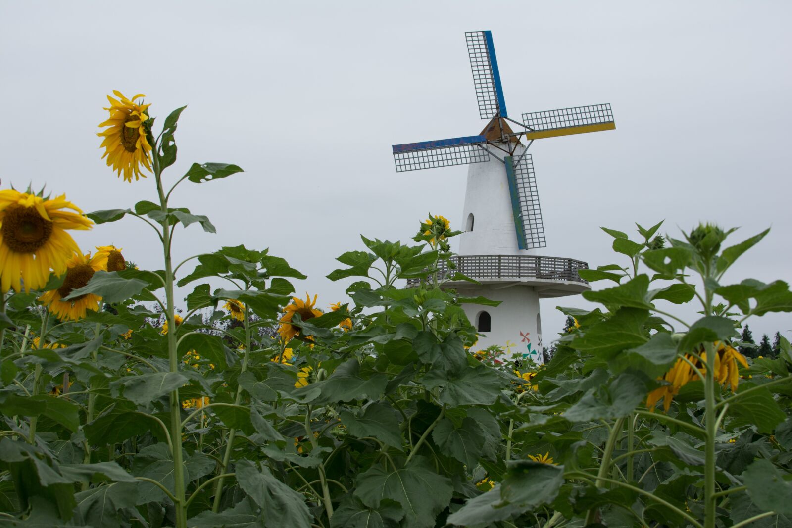 Nikon D7100 sample photo. Windmill, sunflower, cloudy day photography