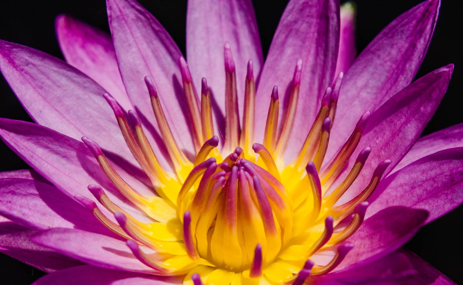 Nikon D7000 sample photo. Close up, close up photography