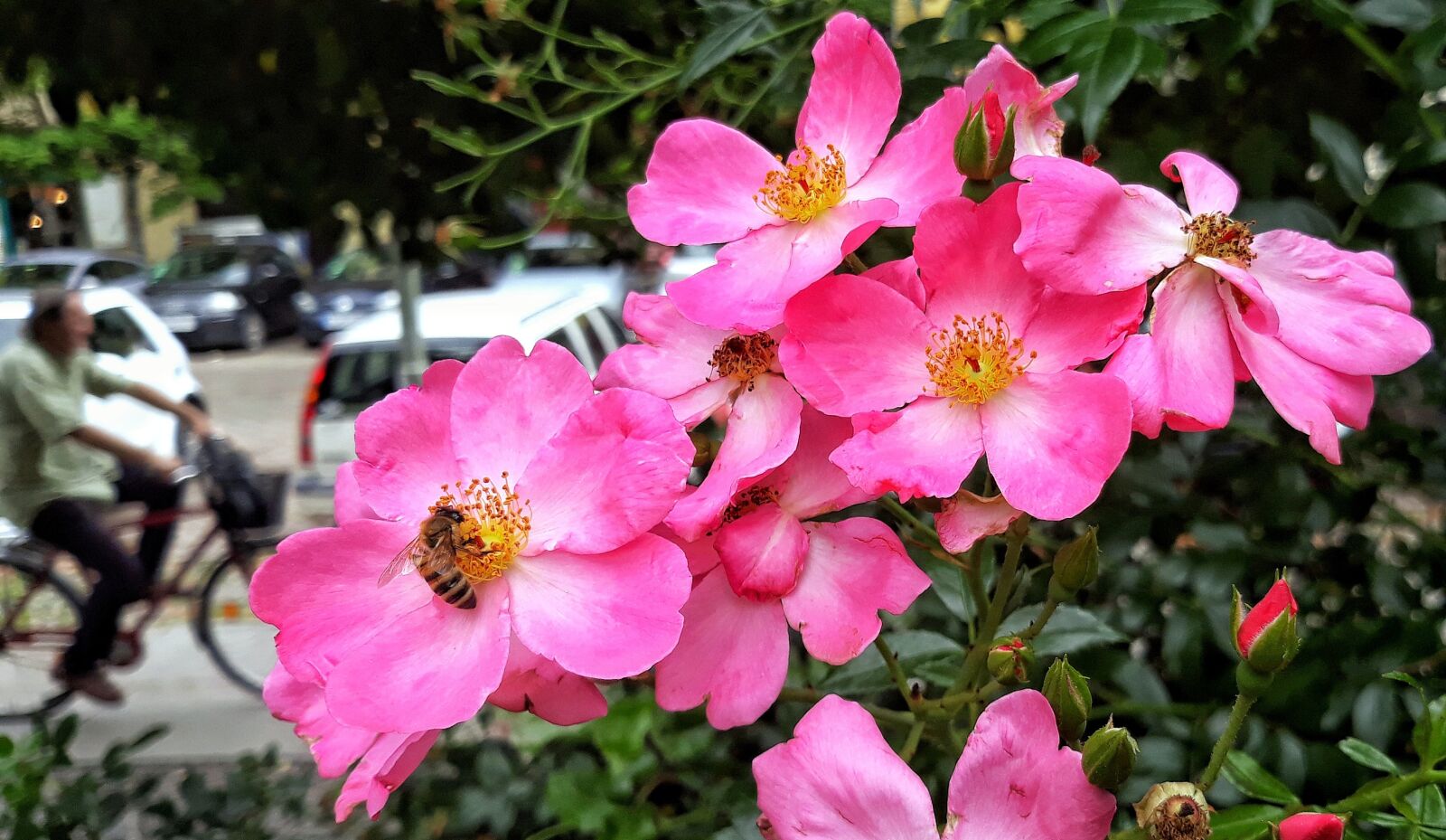 Samsung Galaxy J7 sample photo. Bee, blossom, bloom photography