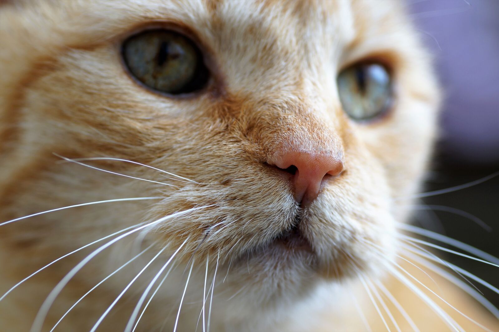 Sony SLT-A58 sample photo. Cat, tomcat, domestic cat photography