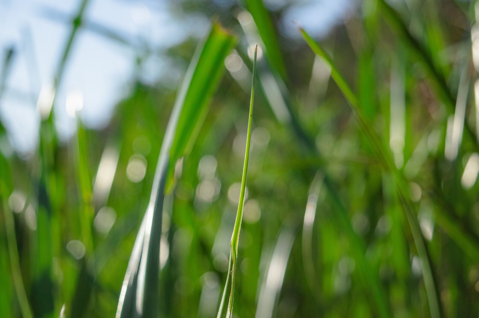 Nikon D3200 sample photo. Green, grass, nature photography