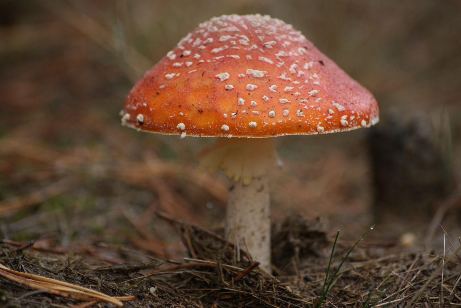 Sony Alpha DSLR-A230 sample photo. Amanita, mushroom, poison photography