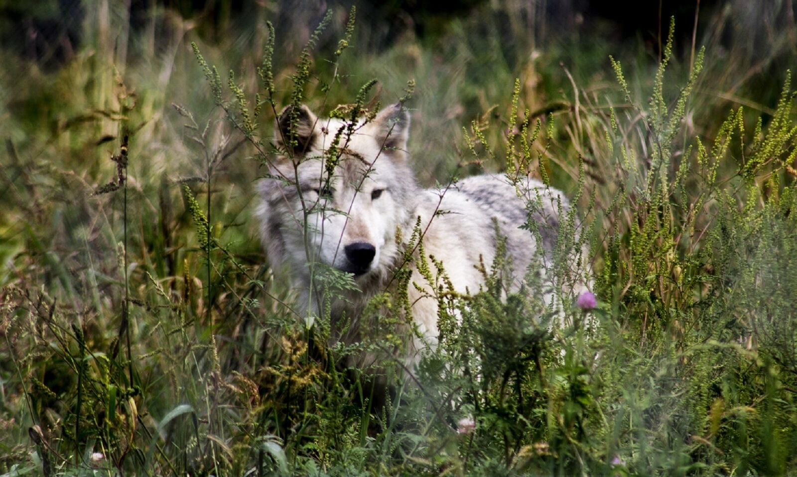 Canon EF 75-300mm f/4-5.6 sample photo. Wolf, wildlife, nature photography