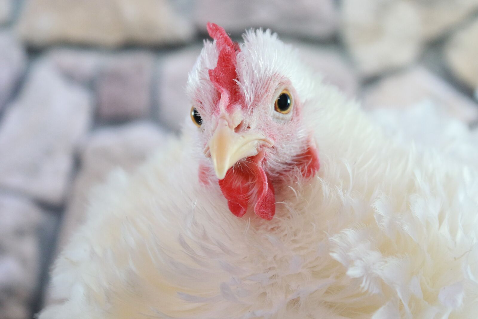 Canon EF-S 18-55mm F3.5-5.6 IS sample photo. Chicken, bird, hen photography