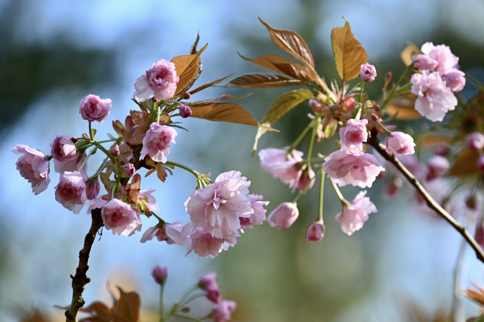 Nikon Z6 sample photo. Ornamental cherry, cherry blossom photography