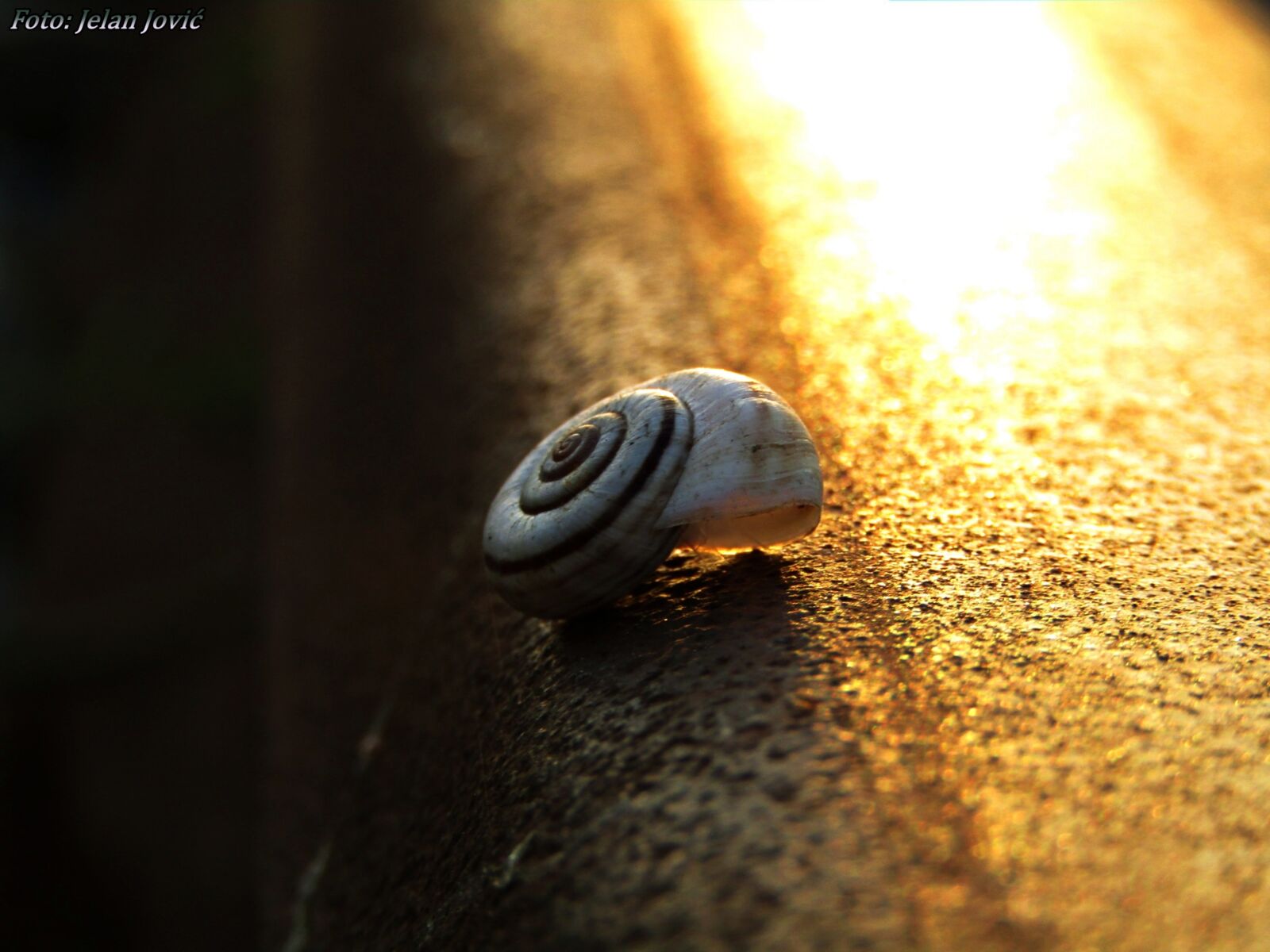 Canon POWERSHOT SX430 IS sample photo. Snail, nature, animal photography