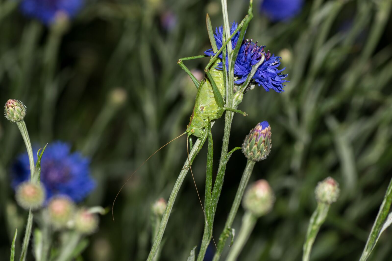 Canon EOS 7D Mark II sample photo. Grasshopper, grass horse, viridissima photography